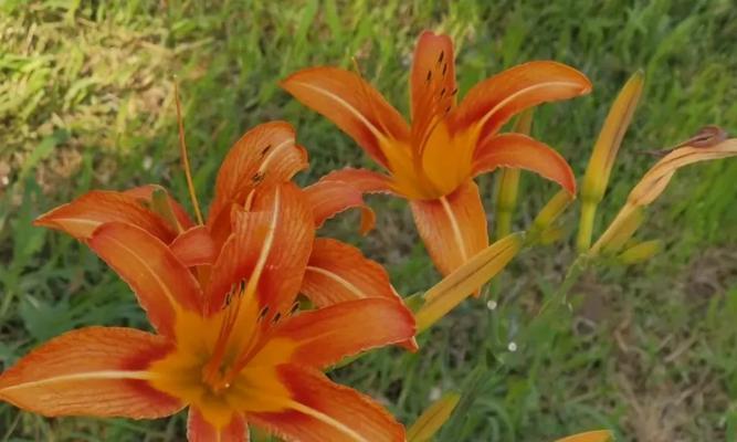 院子里种植黄花菜的注意事项（黄花菜的栽培技巧及收获方法）