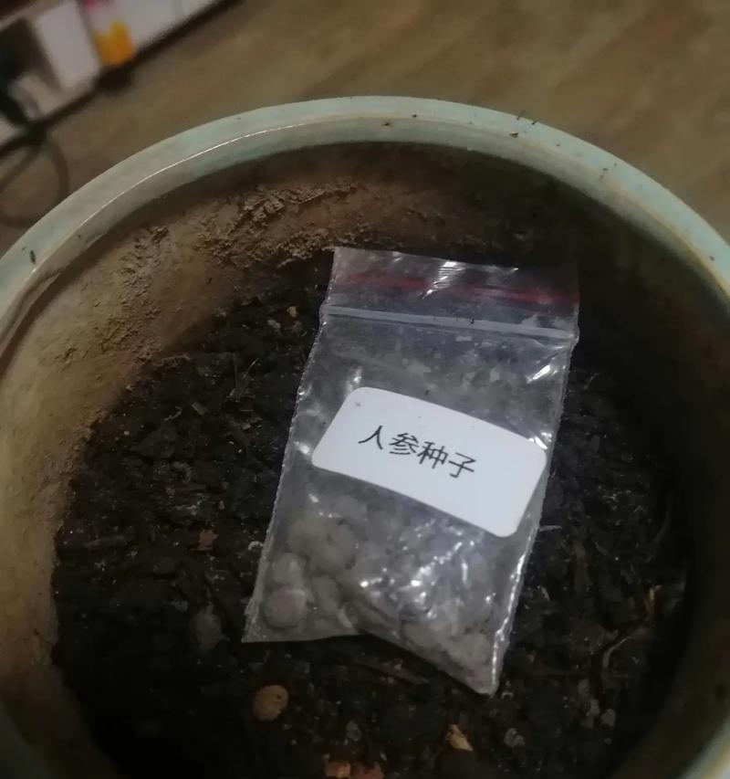 人参种植技巧与方法（掌握正确方法，高效养殖人参）
