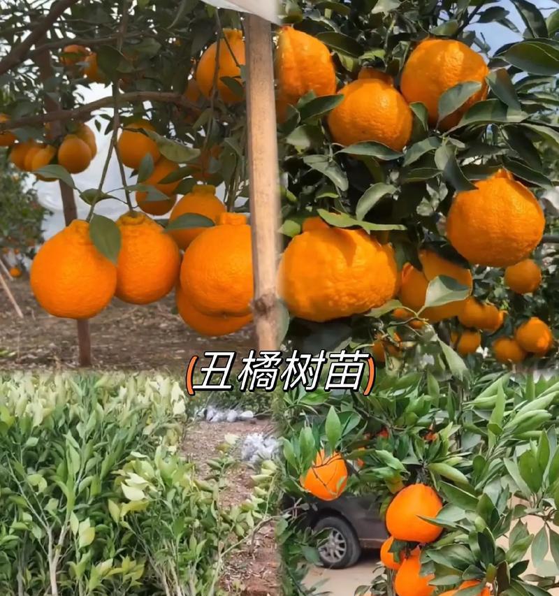 丑橘的开花结果及生长特点（探究丑橘的生长周期和果实成熟时间）