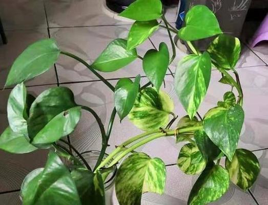绿萝的养护技巧——咖啡水的使用（掌握咖啡水的正确使用方法，让绿萝更加茂盛）