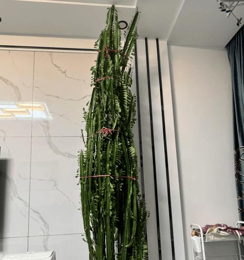 龙骨花叶子发黄的原因及解决方法（如何让龙骨花重新恢复翠绿色的叶子）