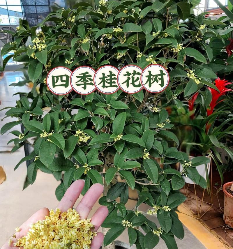 春天的桂花树（探究桂花树春季开花的美妙景象）