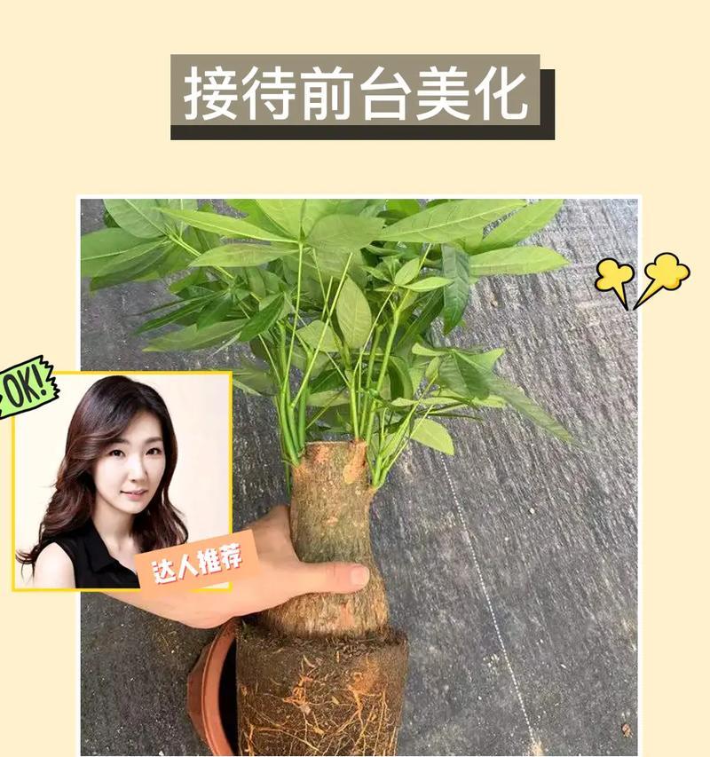 发财树多肉养殖方法与注意事项（助你轻松养出绿叶金钱树，迎来好运）