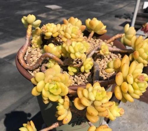 多肉春萌徒长怎么办？（遇到多肉春萌徒长如何应对，拯救你的多肉宝宝！）