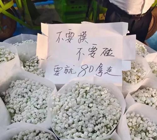 如何成功扦插满天星（让你的花园也充满浪漫气息，让满天星绽放你的心情）