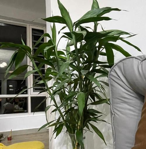 如何在家中种植富贵竹？（培育富贵竹的步骤、注意事项以及成果展示）