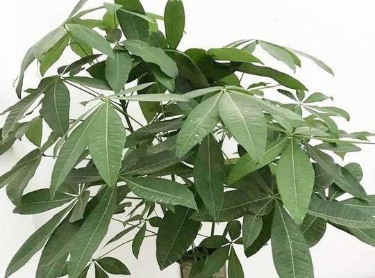 茶叶水浇发财树的效果如何？（探究茶叶水对发财树的影响）