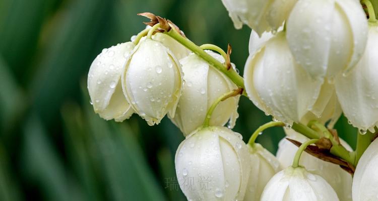 剑麻开花时间及生长特征（一文读懂剑麻的花期和特性）