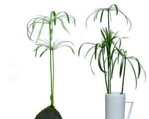 黄泥土可以种花吗？——透过土壤来看花卉生长