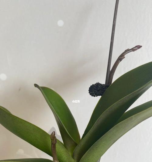 蝴蝶兰不开花怎么办？（掌握这几招，让你的蝴蝶兰开出美丽的花朵）