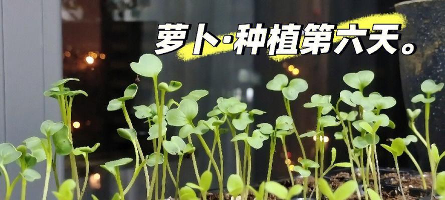 生菜种子发芽全过程详解（从浸泡到发芽，了解生菜种子的生长过程）
