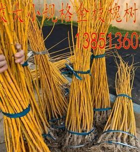 黄金槐嫁接（了解黄金槐嫁接的技巧，让你轻松拥有一片色彩斑斓的花园）