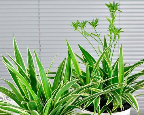 黄瓜喜阴还是喜阳？揭秘种植秘诀（阴阳两面手，关键取决于这个因素）