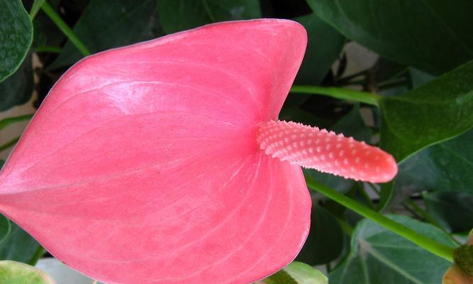 鹅掌花，室内的绿色精灵（室内养花的佳选、鹅掌花的养殖技巧和注意事项）