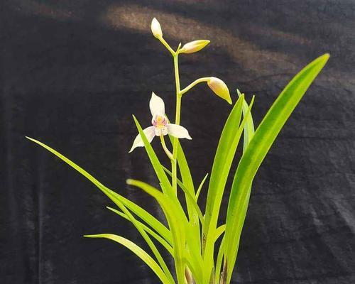 建兰四季开花，一株常青的美丽之花（常绿、多色、易栽培，种植技巧全解析）