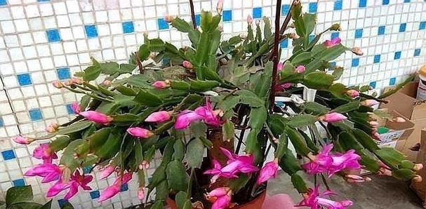 如何合理配土，让蟹爪兰茁壮成长？（蟹爪兰配土方法和种植土壤详解，培育美丽蟹爪兰，）