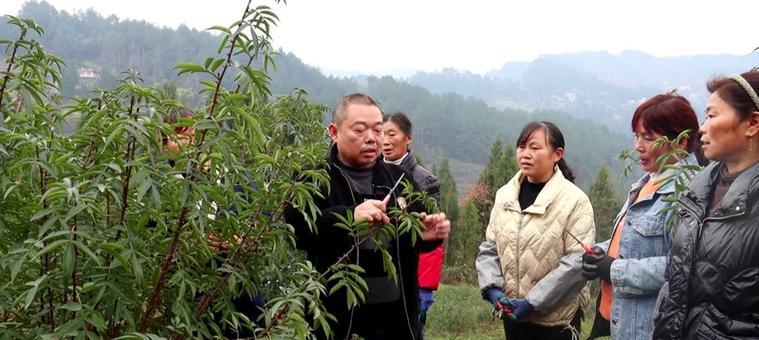 花椒底施肥与管理的全面指南（如何选择最佳肥料，合理施肥和管理花椒底）