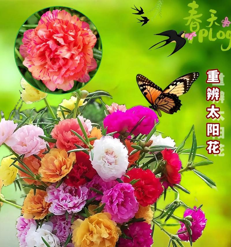 非洲菊的生长周期及开花时间（从播种到开花的详细过程）