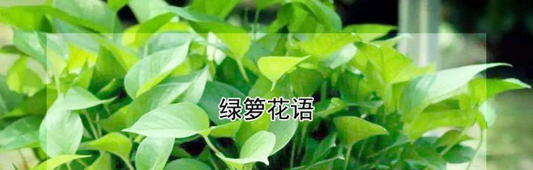 揭示绿萝的神秘面纱，了解其背后意义（揭示绿萝的神秘面纱，了解其背后意义）