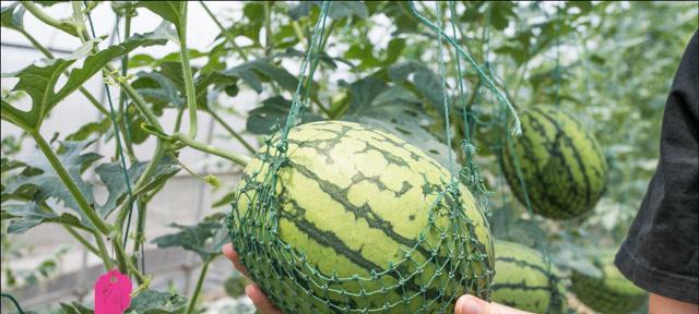 夏季种植黄瓜的注意事项（黄瓜的生长环境与种植方法）