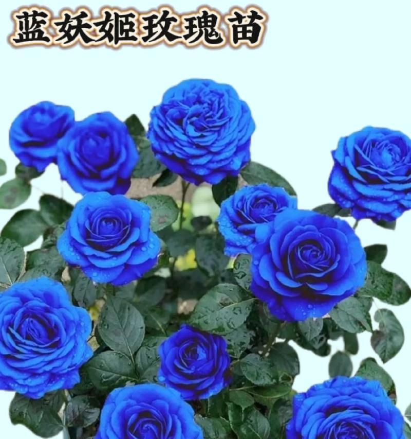 室内养殖蓝色妖姬的完全指南（了解如何成功栽培和照顾您的蓝色妖姬）