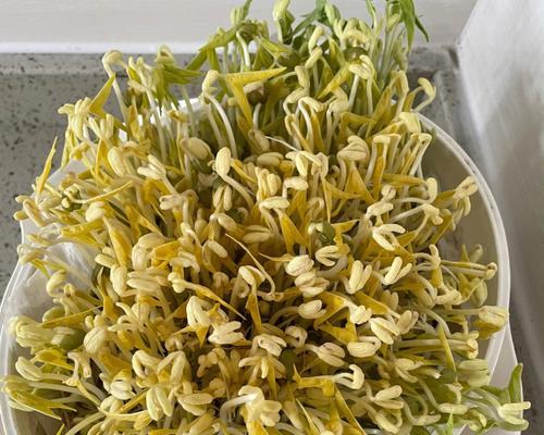 豆芽能否放进冰箱？（豆芽的储存方法及注意事项）