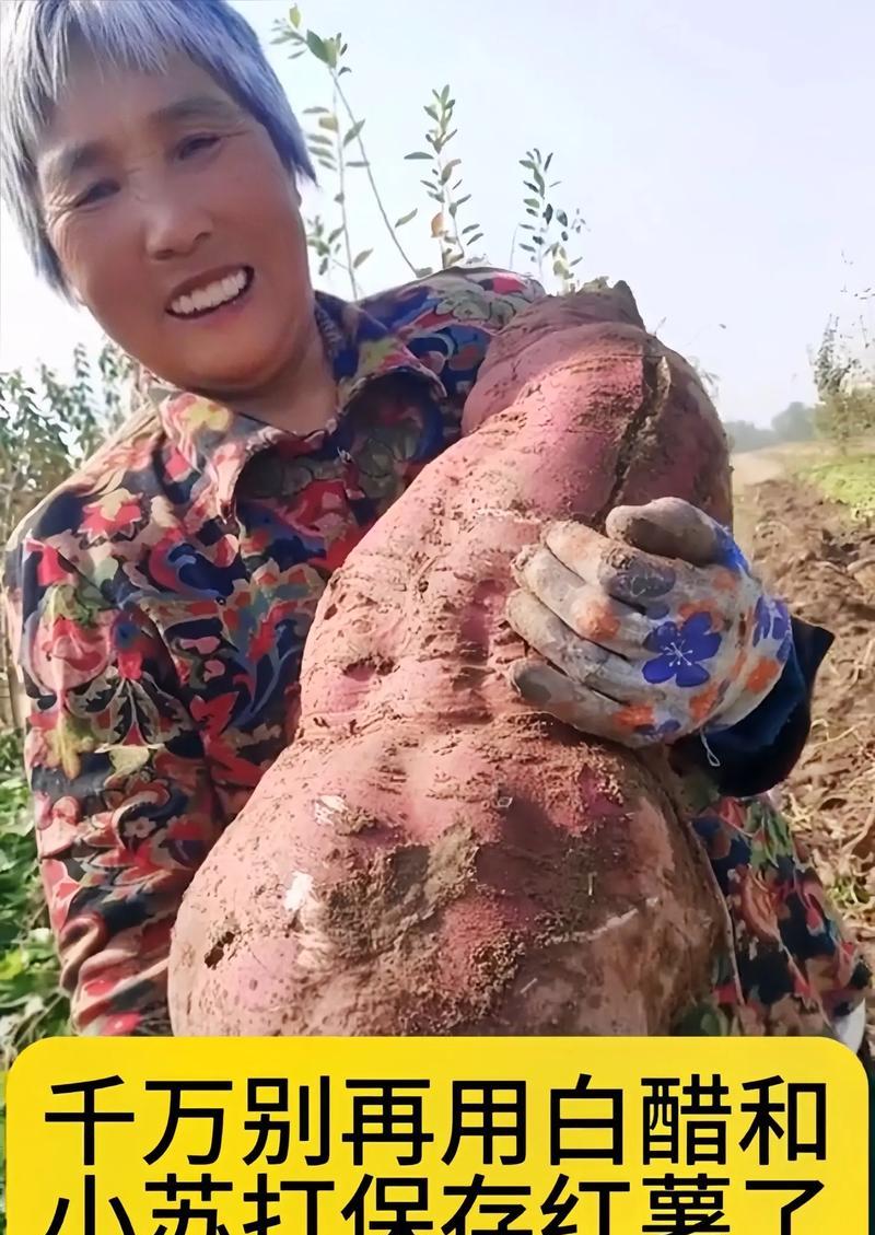 红薯保存技巧详解（掌握这些技巧，红薯可以长时间保存不坏）