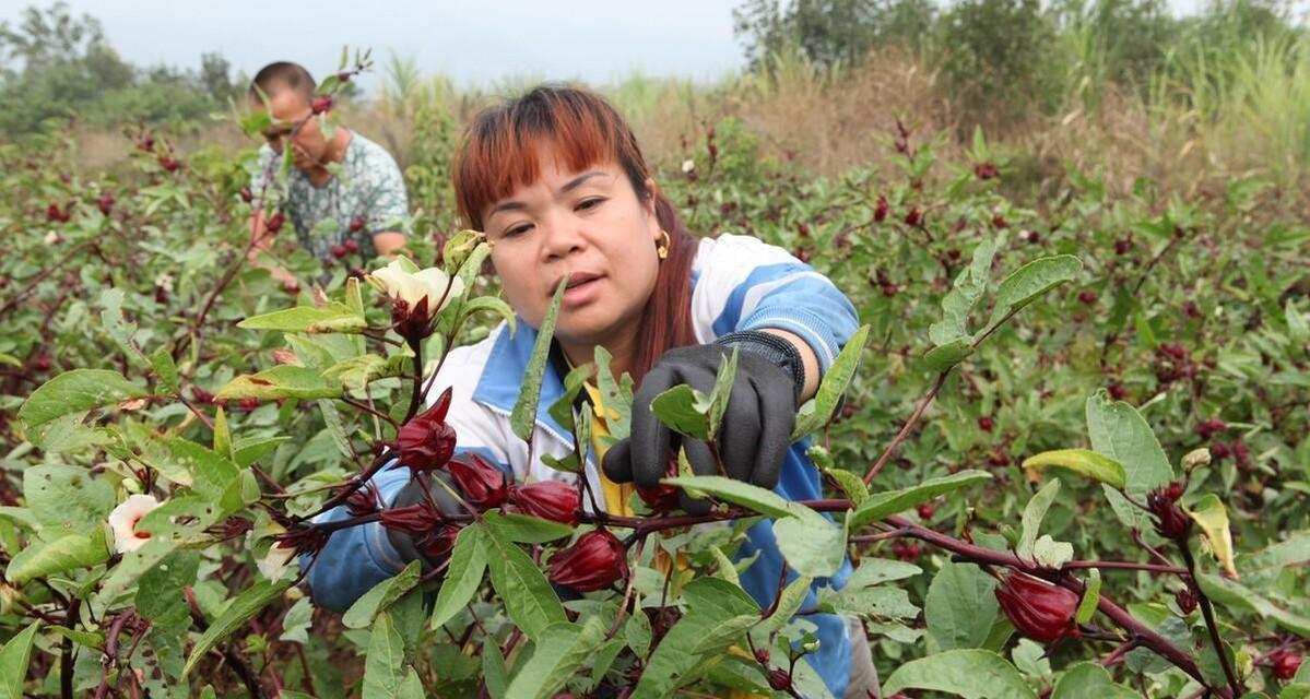 黄芩种植条件和适宜地点（合适的气候和土壤条件是成功种植黄芩的关键）