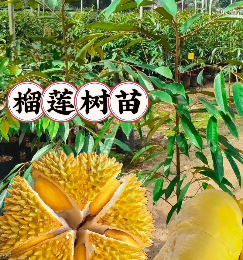 寻找最佳榴莲生长环境（寻找最佳榴莲生长环境）