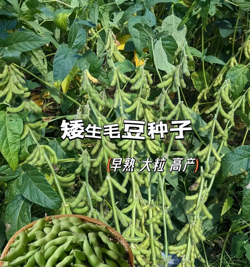 春季毛豆种植指南（选择适合的时间和方法种植春季毛豆）