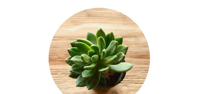 柳树-单子叶植物的代表（探究柳树的特点与生长习性）
