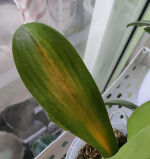 蝴蝶梅叶子发黄怎么办？（教你改变叶子的颜色，让花园焕然一新）
