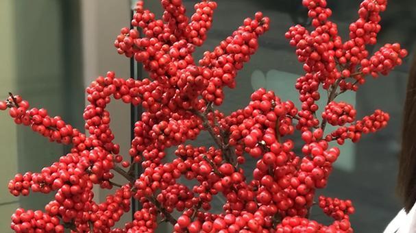 新年花卉的盛宴（探秘中国传统新年的花卉文化）
