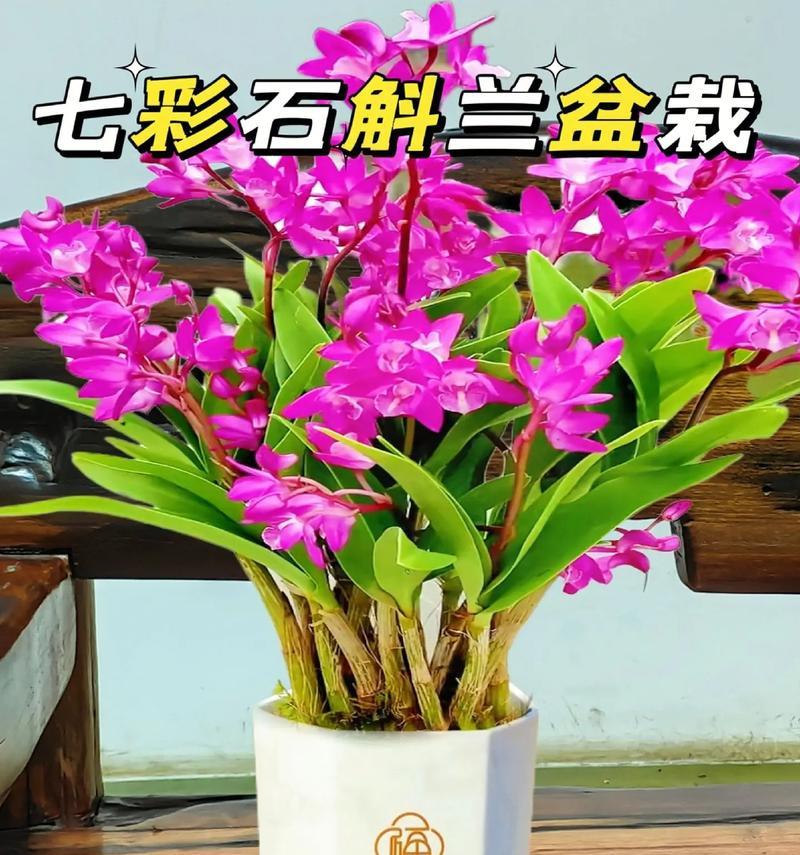 石斛兰开花后的修剪技巧（做好修剪让石斛兰更加美丽）