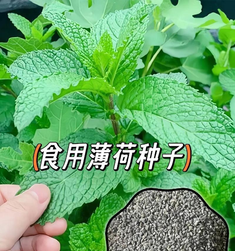 薄荷的种植时间与技巧（掌握薄荷种植技巧，顺利收获香气四溢的薄荷叶）