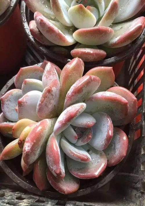 橙雪球多肉的养护全攻略（打造一个茁壮成长的橙雪球多肉）