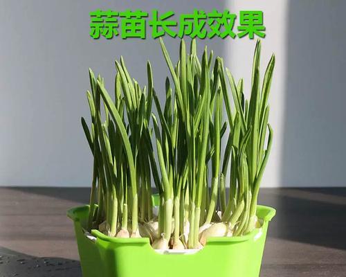如何促进大葱的发芽与生长（从发芽、出苗到生长，掌握这些关键步骤，让大葱生长更加健康）