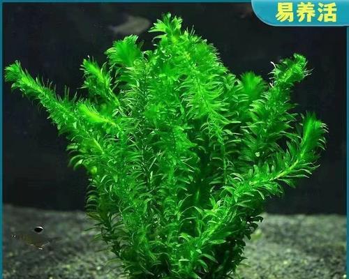 红丁香水草养殖全攻略（掌握红丁香水草的养护技巧，打造一片丰盈的花海）