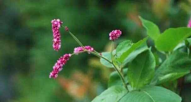 揭秘狗尾巴花的真面目（到底是花还是草？狗尾巴花解密）