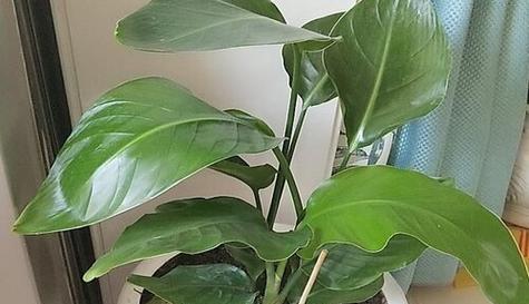 鹤望兰的种植与配土详解（打造优质土壤，让鹤望兰健康茁壮）