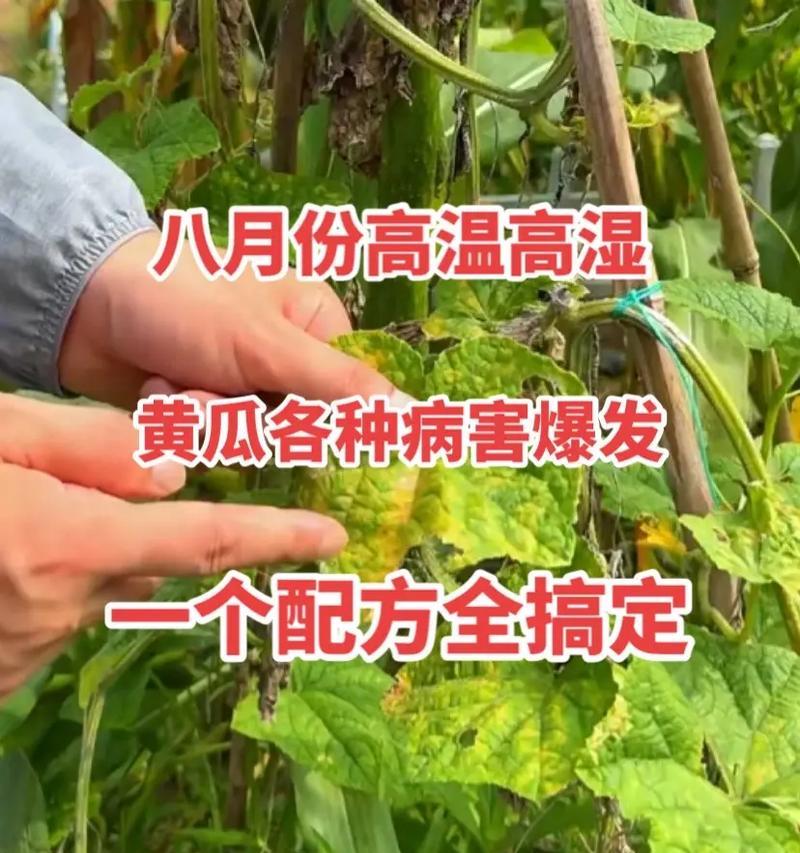 黄瓜的种植时机（选择适合的月份让你的黄瓜长势更佳）
