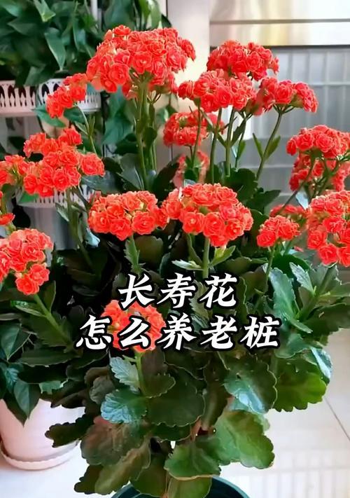 长寿花的养殖全攻略（从选种到繁殖，教你做个专业养殖者）
