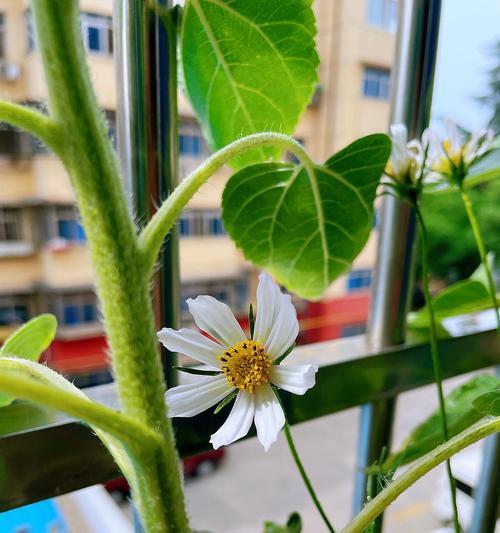 波斯菊开花后的护理技巧（如何延长波斯菊的生命期）