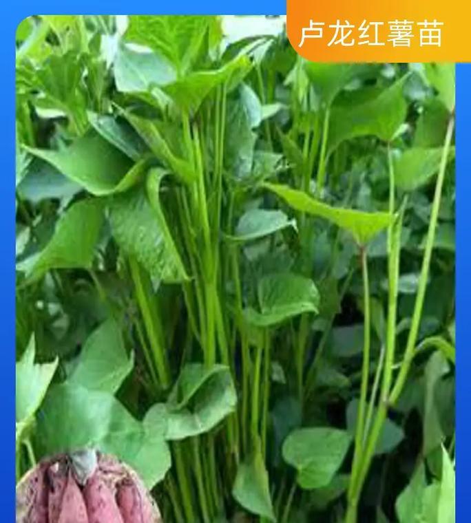 红薯种植月份详解（掌握正确的红薯种植时间，丰收不再是梦想）