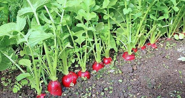 胡萝卜如何快速发芽？（科学方法让你在家轻松种植健康胡萝卜）