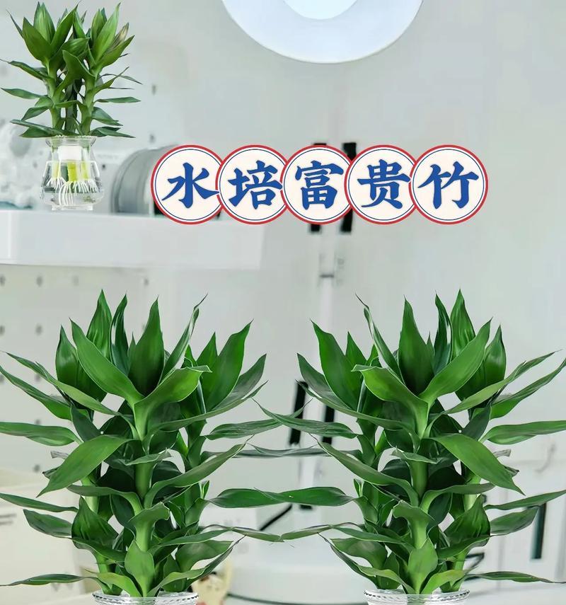 观音竹的种植与养护（如何选土才能让观音竹茁壮成长）