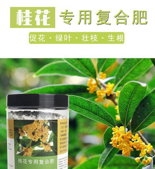 如何正确使用肥料为你的桂花树提供充足养分？（桂花树肥料选择及使用技巧）