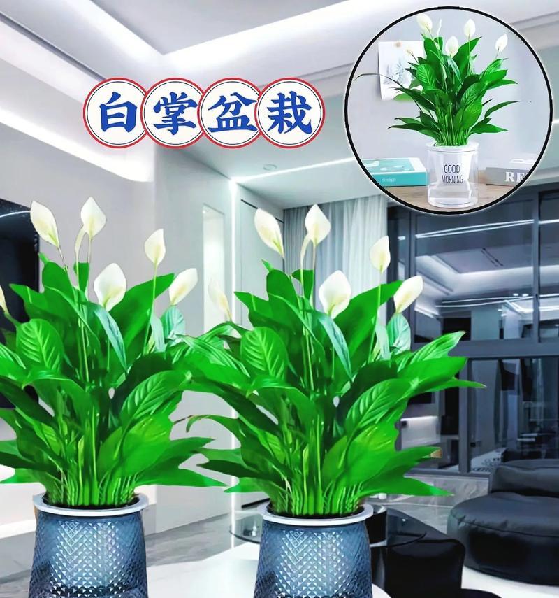 白掌植物在办公室的风水与布局（如何在办公室摆放白掌植物）