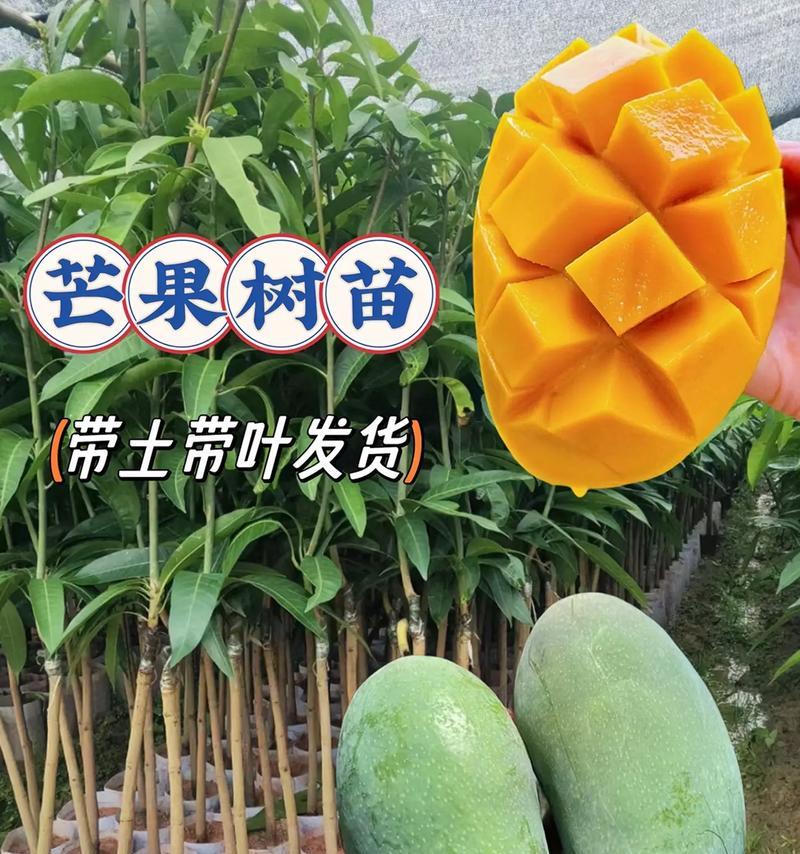 芒果树的生长环境与生长地方条件（如何创造适宜的生长环境为芒果树提供更好的生长）