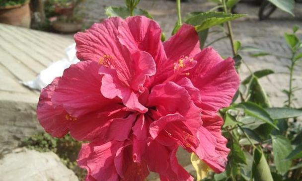 扶桑花开花次数及生长习性探究（一年开几次花，如何维护扶桑花生长？）